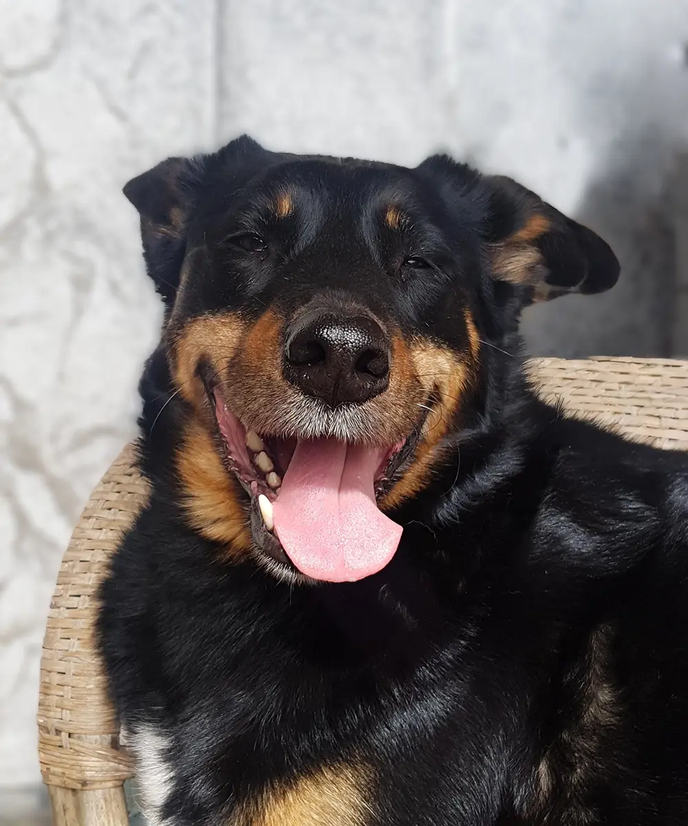 Iva Dukić's Dog Nara